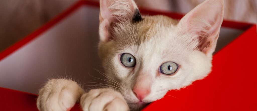 Pootenlord: The Feline Monarch of Internet Absurdity